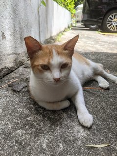 Crunchy - Domestic Short Hair Cat