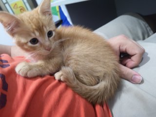 Bixby - Exotic Shorthair Cat