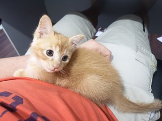 Bixby - Exotic Shorthair Cat