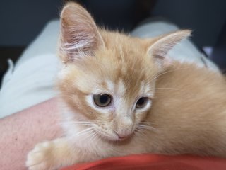 Bixby - Exotic Shorthair Cat