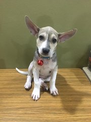 Kiki  - Mixed Breed Dog