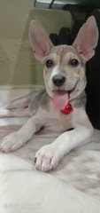 Kiki  - Mixed Breed Dog