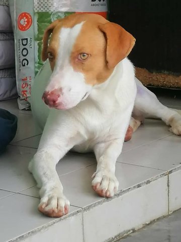 Rover  - Mixed Breed Dog