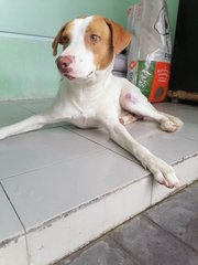 Rover  - Mixed Breed Dog