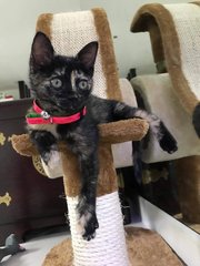 Luna - Domestic Short Hair Cat