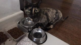 Luna - Domestic Short Hair Cat