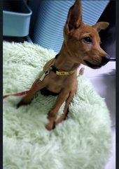 Binbin - Miniature Pinscher Mix Dog