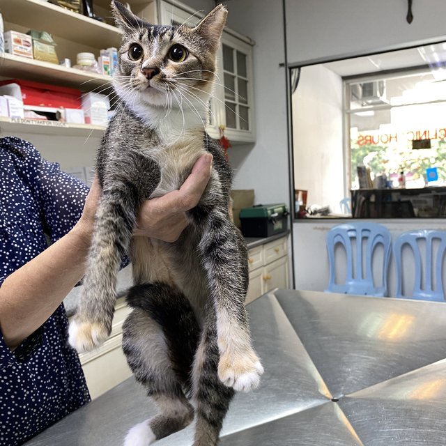 Tricolor Cat - Domestic Short Hair Cat