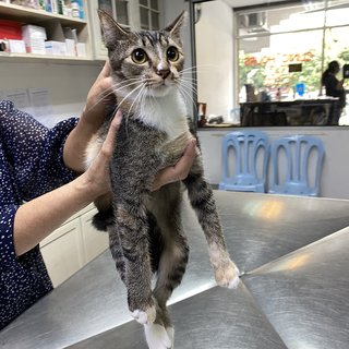 Tricolor Cat - Domestic Short Hair Cat