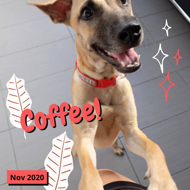 Coffee - Mixed Breed Dog