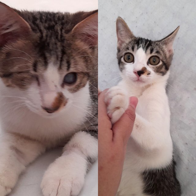 Cinta &amp; Rindu - Domestic Short Hair Cat