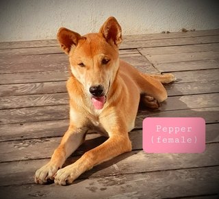 Pepper - Shiba Inu Mix Dog