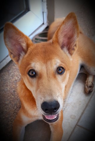 Pepper - Shiba Inu Mix Dog