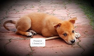 Pepper - Shiba Inu Mix Dog