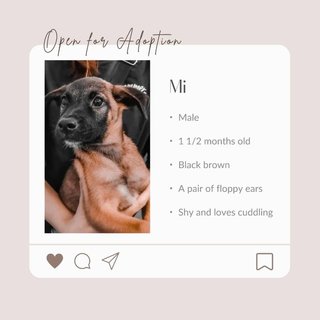 Do, Re, Mi, Fa - Have Been Adopted - Mixed Breed Dog