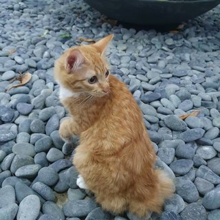 Biscuit - Domestic Medium Hair Cat