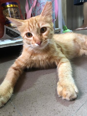 Ginger  - Domestic Long Hair Cat