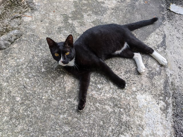 Sparky - Domestic Short Hair Cat