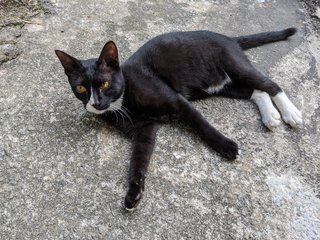 Sparky - Domestic Short Hair Cat