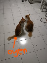 Oyen - Domestic Short Hair Cat