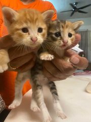 Bundle Of Joy - Domestic Short Hair Cat