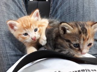 Bundle Of Joy - Domestic Short Hair Cat