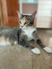 Mary (Now Nugget) - Domestic Short Hair Cat