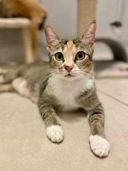 Mary (Now Nugget) - Domestic Short Hair Cat