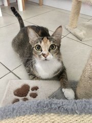 Mary (Now Nugget) - Domestic Short Hair Cat