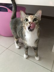 Mary (Now Nugget) - Domestic Short Hair Cat