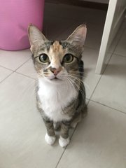 Mary (Now Nugget) - Domestic Short Hair Cat
