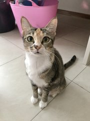 Mary (Now Nugget) - Domestic Short Hair Cat