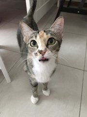 Mary (Now Nugget) - Domestic Short Hair Cat