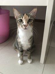 Mary (Now Nugget) - Domestic Short Hair Cat