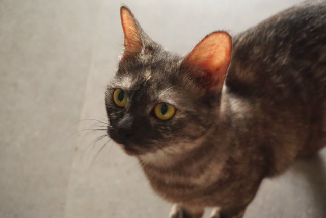 Darling - Domestic Short Hair Cat