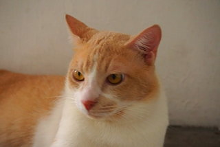 Dodi - Domestic Short Hair Cat