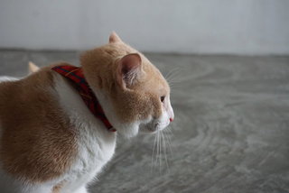 Dodi - Domestic Short Hair Cat