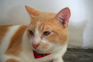 Dodi - Domestic Short Hair Cat