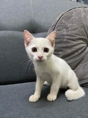 Latte, Mocha, Coffee, Snowwy And Chiko - Domestic Long Hair + Domestic Short Hair Cat