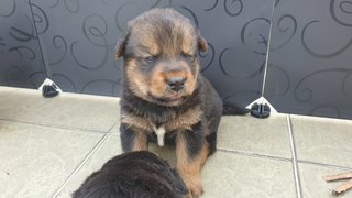 Cuties  - Mixed Breed Dog