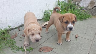 Cuties  - Mixed Breed Dog