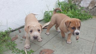 Cuties  - Mixed Breed Dog