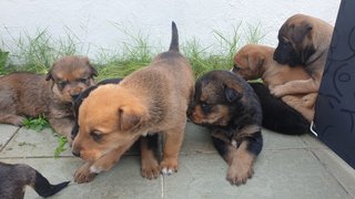 Cuties  - Mixed Breed Dog