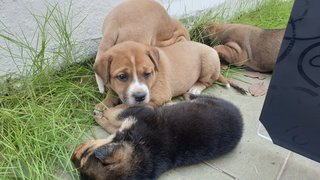 Cuties  - Mixed Breed Dog