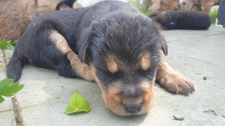 Cuties  - Mixed Breed Dog