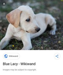 Clevar - Blue Lacy + Labrador Retriever Dog