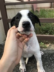 Oreo  - Mixed Breed Dog