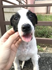 Oreo  - Mixed Breed Dog