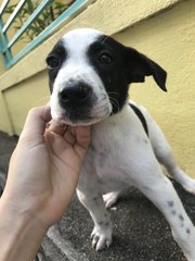 Oreo  - Mixed Breed Dog