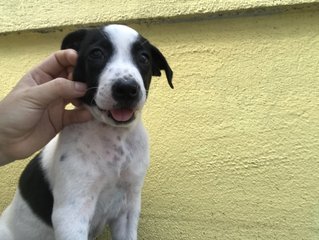 Oreo  - Mixed Breed Dog